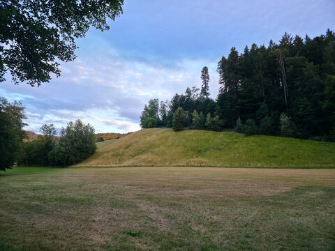 germany, vibrant forest edge glowing at sunset above lush green meadow framed by majestic conifer trees beneath glowing sunset summer sky