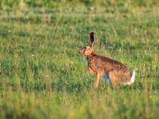 Naklejka premium hare sitting in the grass