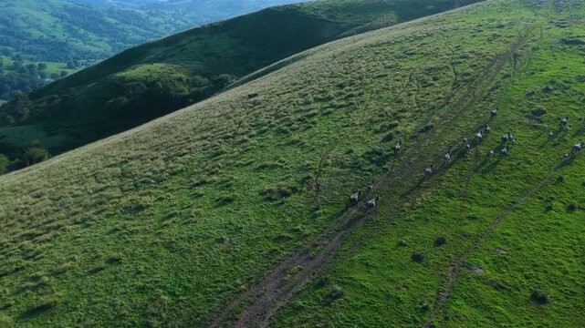 Herd of Tudancas cows (a breed native to Cantabria) in the Lloreda mountains in the municipality of Santa Mar&iacute;a de Cay&oacute;n, Cantabria, Spain, Europe
