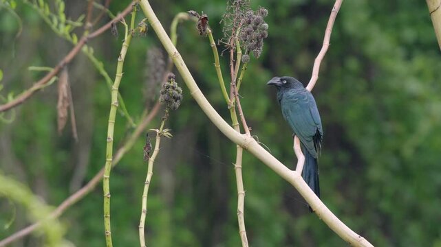 Greater Ani (Crotophaga major) Perched on Tree Branch in Tropical Wetland Habitat