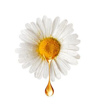 Chamomile flower with oily drop isolated on transparent background
