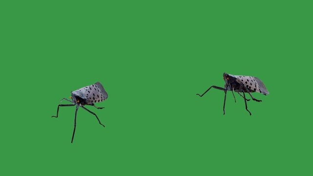 Two spotted lanternflies crawling on a green screen background. Invasive insects isolated for chroma key compositing, pest control videos, educational content, and environmental projects. 15245  