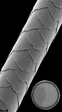 Merino Wool Fiber Cuticle Scale Structure Macro SEM Textile Science Material