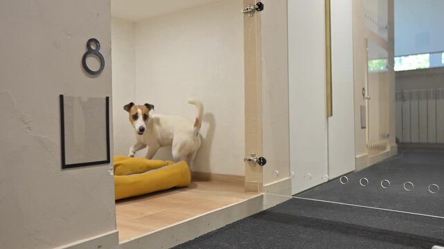 The owner left the dog at a pet hotel.