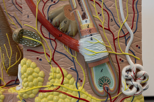 Layers Of The Hair Root In Human Skin Model