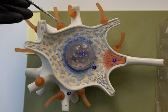 Pointer Showing An Axosomatic Synapse On Neuron Model