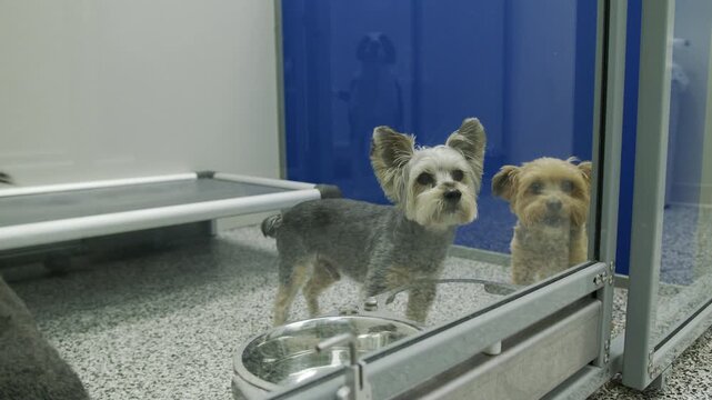Three Small Dogs Together Inside a Pet Boarding Facility with a Larger Dog Visible in the Reflection