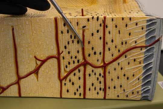 Pointer Showing Central Canal Blood Vessel In Bone Model