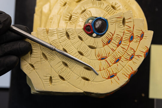 Pointer Showing Concentric Lamellae On Osteon Bone Model