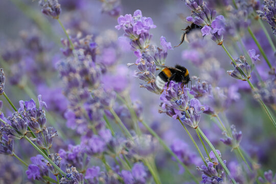 A bumblebee perched on lavender flowers, feeding on sweet nectar. Close-up macro photography on a sunny summer day.