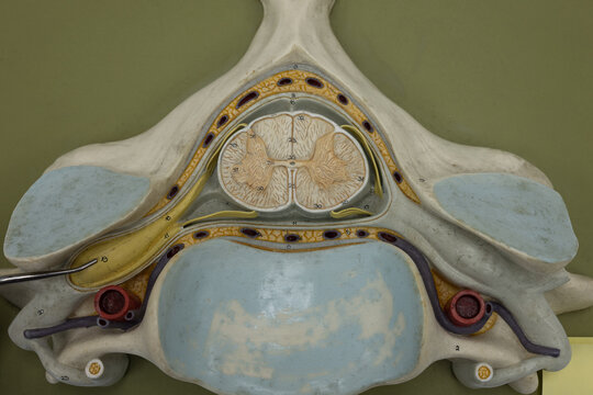 Pointer Showing Dorsal Root Ganglion On Cervical Spinal Cord