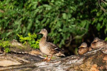 Fototapeta premium small wild ducklings sitting on a branch