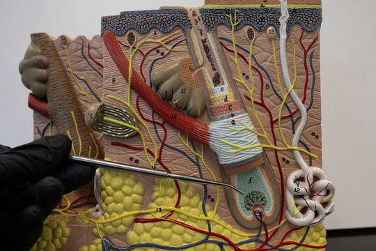 Pointer Showing The Hair Bulb In Human Skin Model
