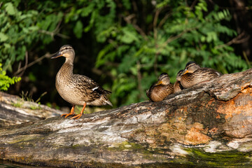 Fototapeta premium small wild ducklings sitting on a branch