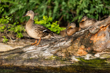 Fototapeta premium small wild ducklings sitting on a branch