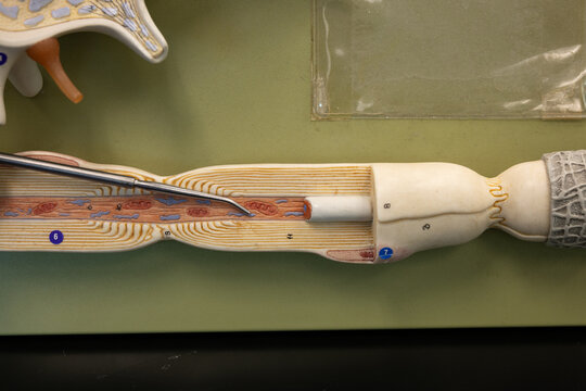 Pointer Showing A Mitochondrion On Enlarged Axon Model