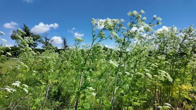 Wildflowers grow in a field under a blue sky with clouds on a sunny day in summer season