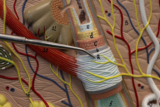 Pointer Showing Peripheral Connective Tissue Sheath On Hair Model