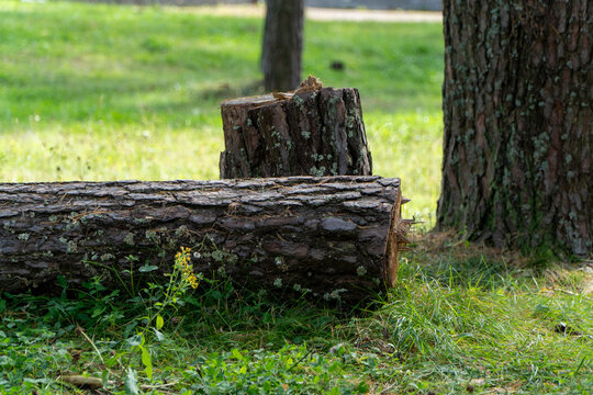Freshly cut pine log laying on green grass next to remaining tree stump featuring thick textured brown bark