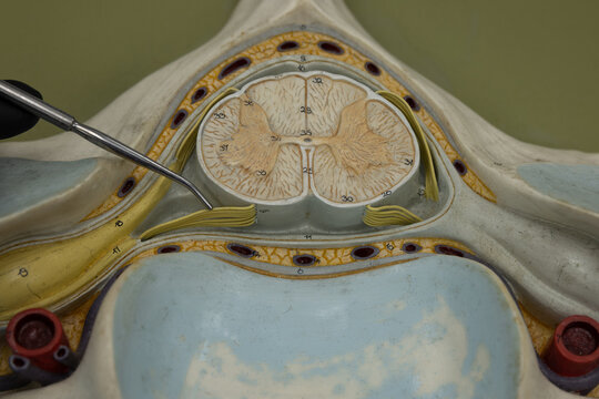 Pointer Showing Ventral Rootlets On Cervical Spinal Cord Model