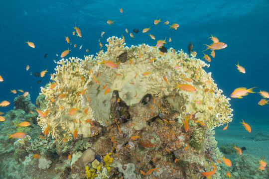 Coral reef and water plants in the Red Sea, Eilat, Israel
