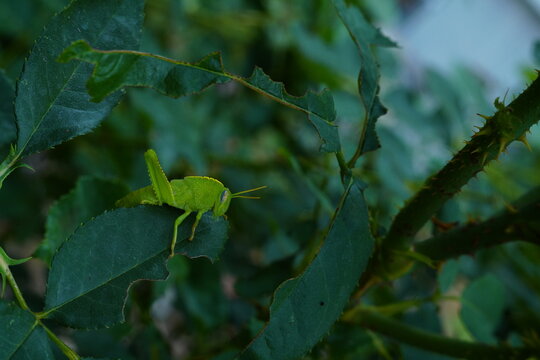 Photograph of a young specimen of a green insect, grasshopper or locust sitting on a partially eaten leaf of a rose bush. Natural pests in agriculture