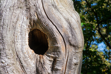 Obraz premium Ancient sweet chestnut tree trunk with hollow and weathered wood texture