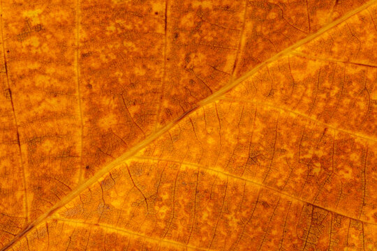 natural backdrop: close up of autumnal leaf texture