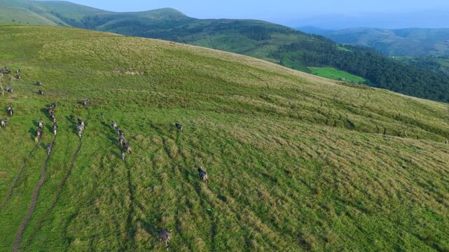 Herd of Tudancas cows (a breed native to Cantabria) in the Lloreda mountains in the municipality of Santa Mar&iacute;a de Cay&oacute;n, Cantabria, Spain, Europe