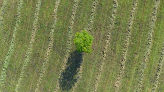 Aerial drone view of the summer landscape of green meadows near Villacarriedo. Pasiegos Valleys. Cantabria, Spain, Europe