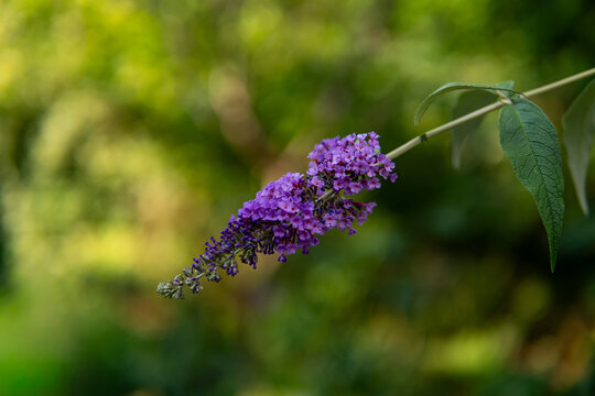 Purple buddleja flower branch on blurred green background with copy space