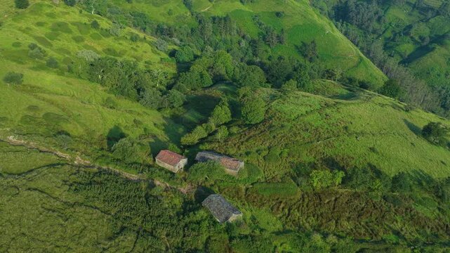 Herd of Tudancas cows (a breed native to Cantabria) in the Lloreda mountains in the municipality of Santa Mar&iacute;a de Cay&oacute;n, Cantabria, Spain, Europe