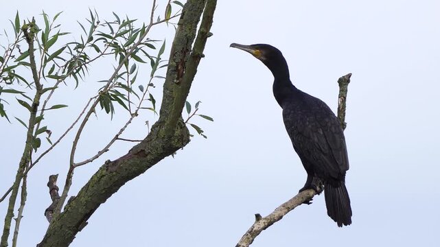 An adult great cormorant (Phalacrocorax carbo) perched on a dead branch of a tree and inspecting its surroundings