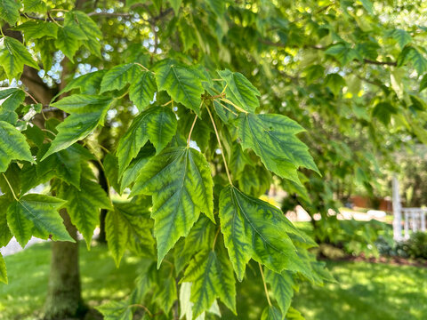Close up of Maple Leaves with Interveinal Chlorosis in summer 