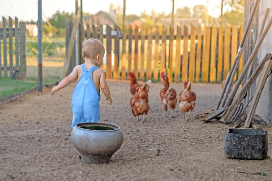 The baby is walking around the backyard, watching the chickens with interest.