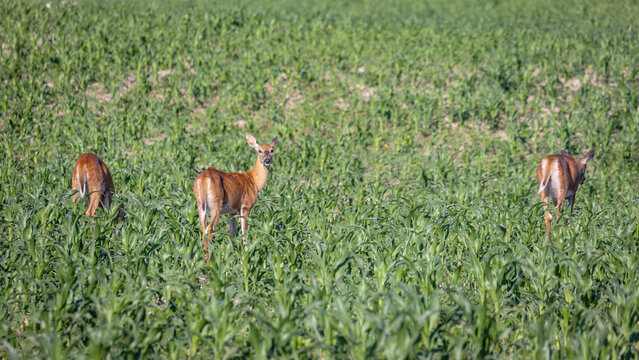 Kalispell Montana Wildlife, Deer in Flathead Valley, Wildlife in Farming Fields