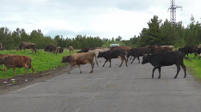 Large herd of brown and black cows calmly walking and crossing an old asphalt road in the countryside, moving from one green pasture to another under a cloudy sky, blocking traffic