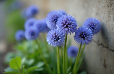 Fototapeta premium Blue globe onion plant or Allium Caeruleum flowers bloom in garden. Small purple spherical blossoms grow on green stems near stone wall. Nature detail with fresh flora in summer.