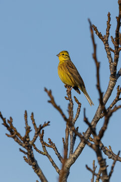 Yellowhammer perched on a bare treetop