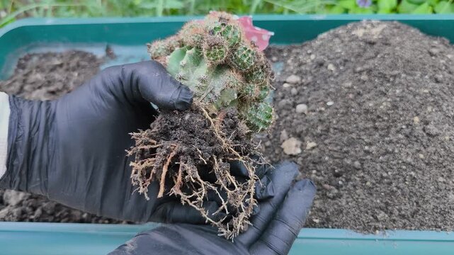 Close-up footage of gloved hands removing a blooming cactus from its pot to inspect the healthy root system before repotting into fresh soil.