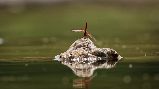 Red Dragonfly taking off and landing on a rock in middle of water with reflectioin in Greater Kruger National park, South Africa