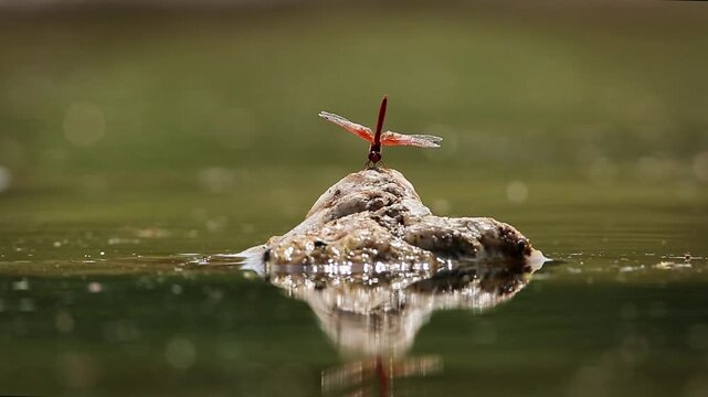 Red Dragonfly taking off and landing on a rock in middle of water with reflectioin in Greater Kruger National park, South Africa
