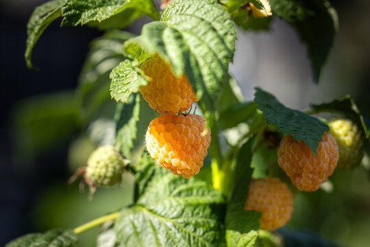 Golden raspberries ripening on bush in sunlight