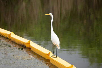 Obraz premium Great Egret Perched on Yellow Turbidity Containment Boom in Waterway