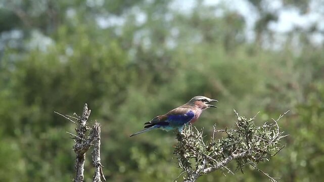 Lilac breasted roller landing on a bush side view in Greater Kruger National park, South Africa ; Specie Coracias caudatus family of Coraciidae