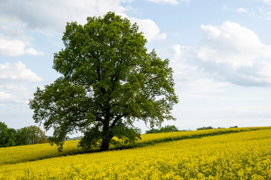 Bl&uuml;hendes Rapsfeld mit Eichenbaum 1
