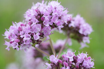 Obraz premium medical and spices herb marjoram\oregano blossom in field at cloudy day. extreme macro shot