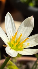 Fototapeta premium Vertical macro profile shot of a white rain lily flower (Zephyranthes candida) in sunlight. Sharp technical focus, vibrant yellow stamens, and soft bokeh background.
