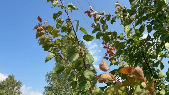 Tree branches swaying in the wind against a blue sky with power lines and a birch tree. A breezy day