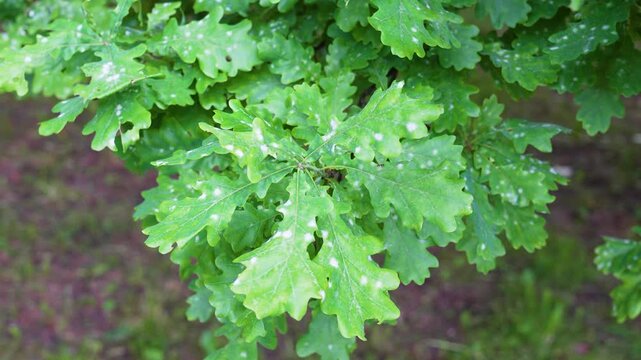 Twig of English Oak tree with leaves infected by oak powdery mildew common fungal disease, white spots on tree foliage caused by fungus Erysiphe alphitoides also known as Microsphaera alphitoides.